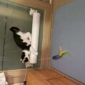 [무료배송] 해리스힐 기둥 스크래쳐 면줄/황삼줄 베스트 후기 이미지