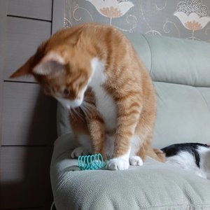 브리더랩 스프링토이 5p 베스트 후기 이미지