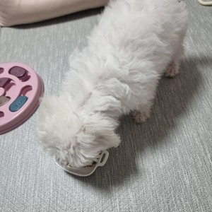 내추로 독 그레인프리 미니 파우치 치킨&감자&채소 150g 베스트 후기 이미지