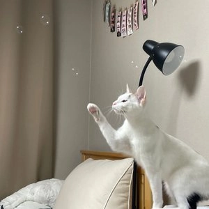 스코캇 마따따비 비눗방울 베스트 후기 이미지