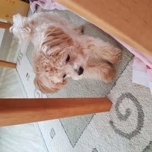 [무료배송] 올치 디어 넥카라 오렌지 M-L 베스트 후기 이미지