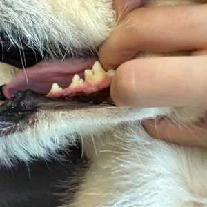 플라고 치약 플러스 80g 베스트 후기 이미지