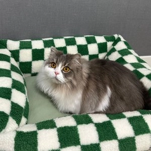 우다다맨숀 체커보드 소파방석 그린/블랙 베스트 후기 이미지