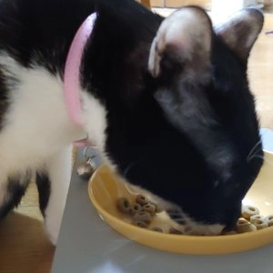 더리얼 캣 그레인프리 크런치 참치 어덜트 5.8kg 베스트 후기 이미지