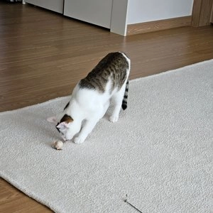  사냥의정석 인형 리필 12종 [모음] 베스트 후기 이미지