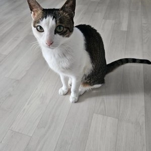 더리얼 캣 그레인프리 크런치 연어 어덜트 모음 베스트 후기 이미지