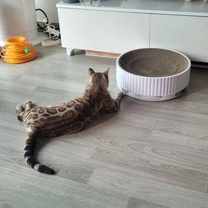 고양이섬 딸랑공 원형 스크래쳐 베스트 후기 이미지