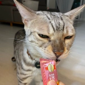 [창고대방출] 스마트하트골드 캣 기능성 크리미츄르 기력보충 산양유&참치 15g*4p 베스트 후기 이미지