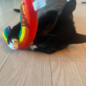 이야우 무지개 캣닢토이 베스트 후기 이미지