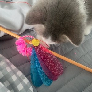 펫츠루트 카샤카샤 붕붕 쥐 낚시대 베스트 후기 이미지