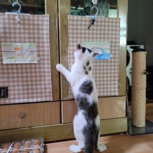 호랑이모래 콜드프레쉬향 6kg 베스트 후기 이미지