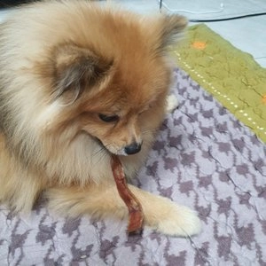 THE 건강한 형제 독 수제간식 돼지귀 80g 베스트 후기 이미지