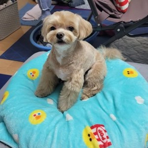 [웰컴딜] 호랑이패드 중형 200매 (42x52cm) 베스트 후기 이미지