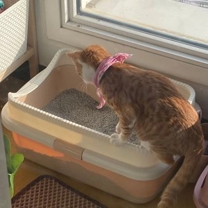 샌드바이블 두부모래 참숯 7L 베스트 후기 이미지