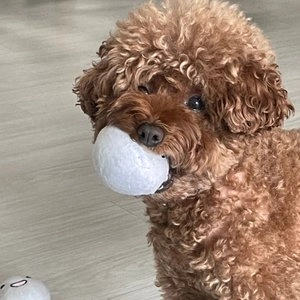 [무료배송] 요기쏘 햇땅콩 삑삑이 인형 베스트 후기 이미지