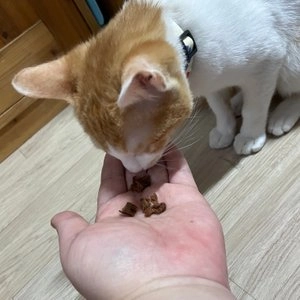 [10개] 애니홀릭 엘라이신 스틱 치킨 5g 베스트 후기 이미지