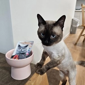 [NEW신상]오스테크 캣 울트라 참치 토핑 새우 젤리 파우치 70g 베스트 후기 이미지