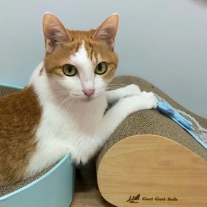 가리가리 소파 스크래쳐 라이트 브라운 베스트 후기 이미지