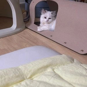 고양이섬 잡아라 숨숨터널 베스트 후기 이미지