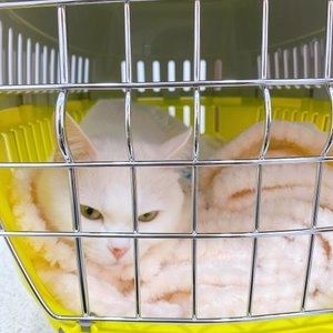 [무료배송] 모데르나 로드러너 2 이동장 메탈도어 레몬 베스트 후기 이미지