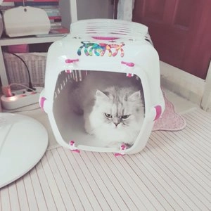 [무료배송] 모데르나 프렌즈포레버 이동장 핑크 베스트 후기 이미지