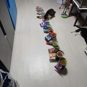 게더 캣 프리 에이커 치킨 레시피 1kg 베스트 후기 이미지