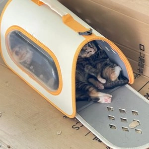 [무료배송] 멍템 오렌지 이동가방 베스트 후기 이미지