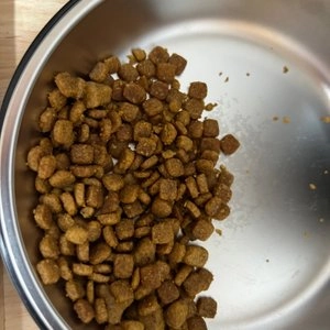 V멀티 캣 오리&인섹트 건식사료 1.2kg 베스트 후기 이미지