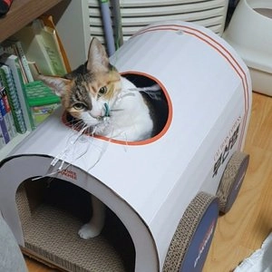 [무료배송] 옥희독희 부산행 스크래쳐 베스트 후기 이미지