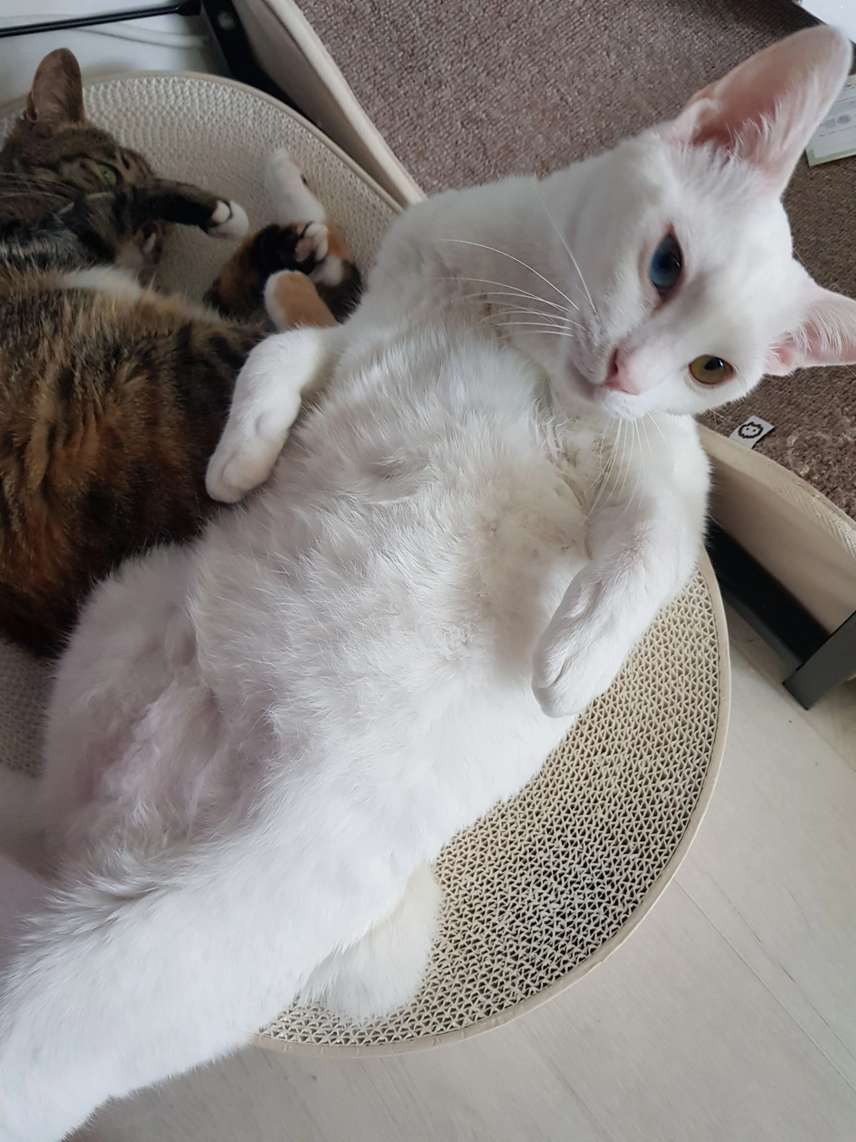 1번째 파일