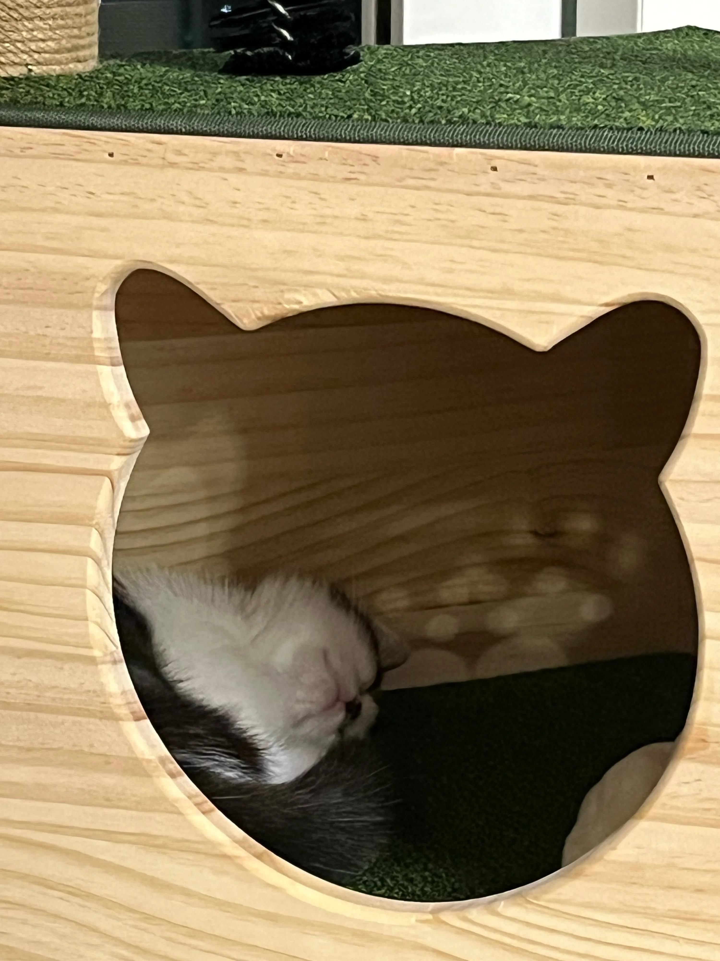 집사생활(커뮤니티) 좋은밤 되세요 | 반려동물 1등 쇼핑몰 - 펫프렌즈