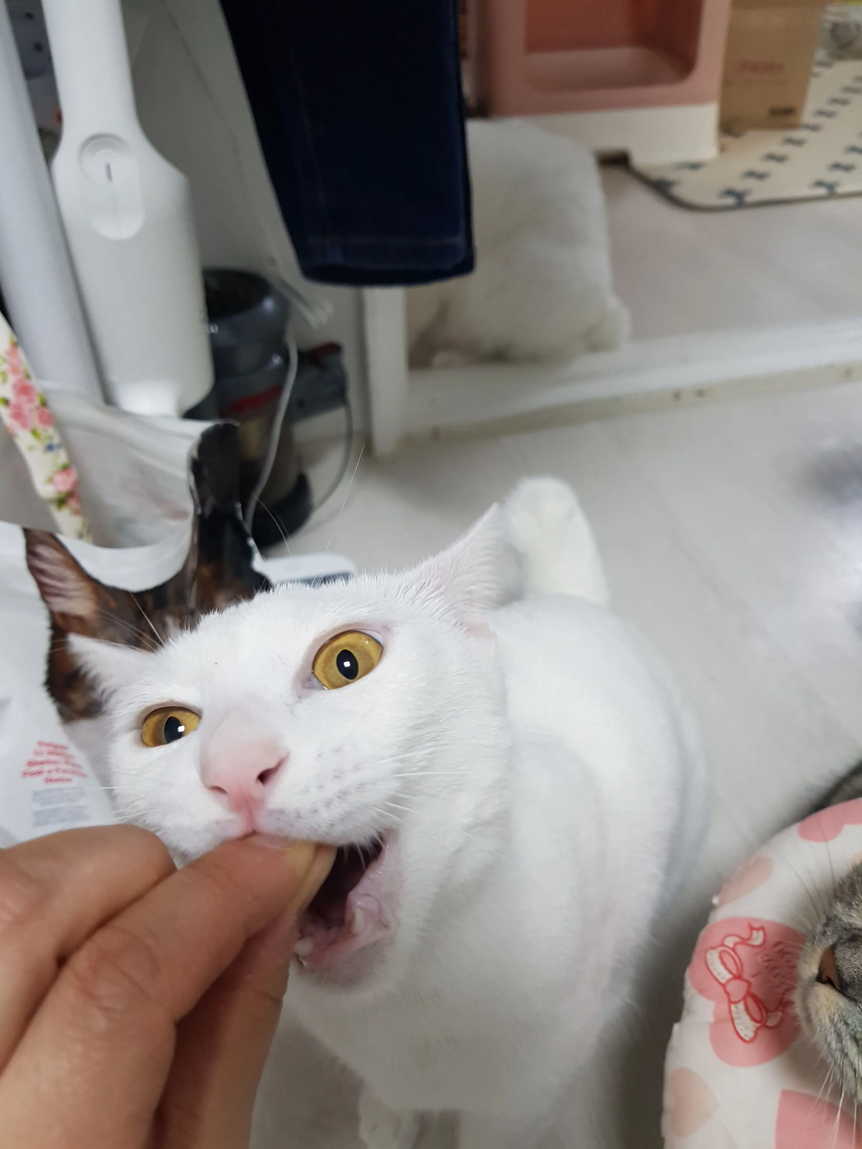 1번째 파일