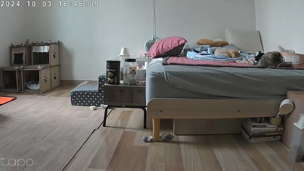 집사생활(커뮤니티) 엄마외박 | 반려동물 1등 쇼핑몰 - 펫프렌즈