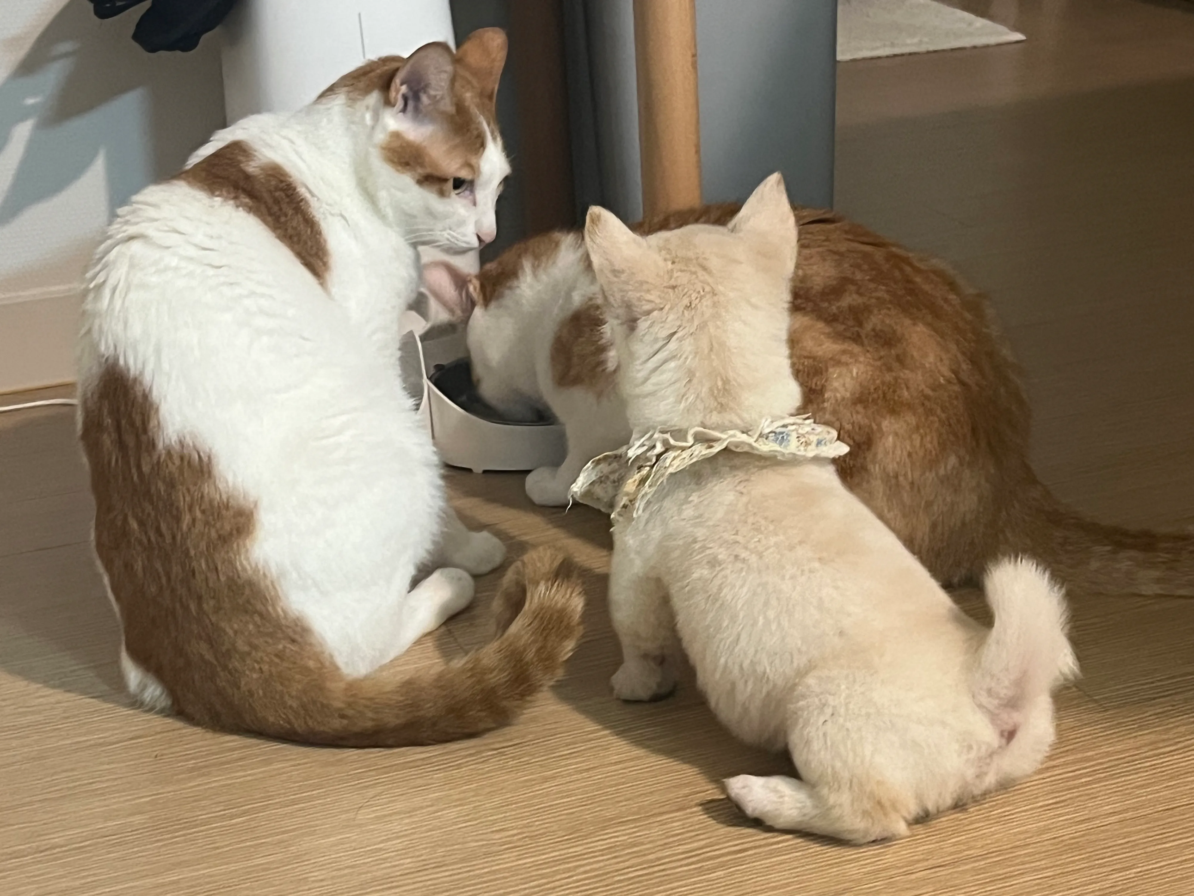 1번째 파일