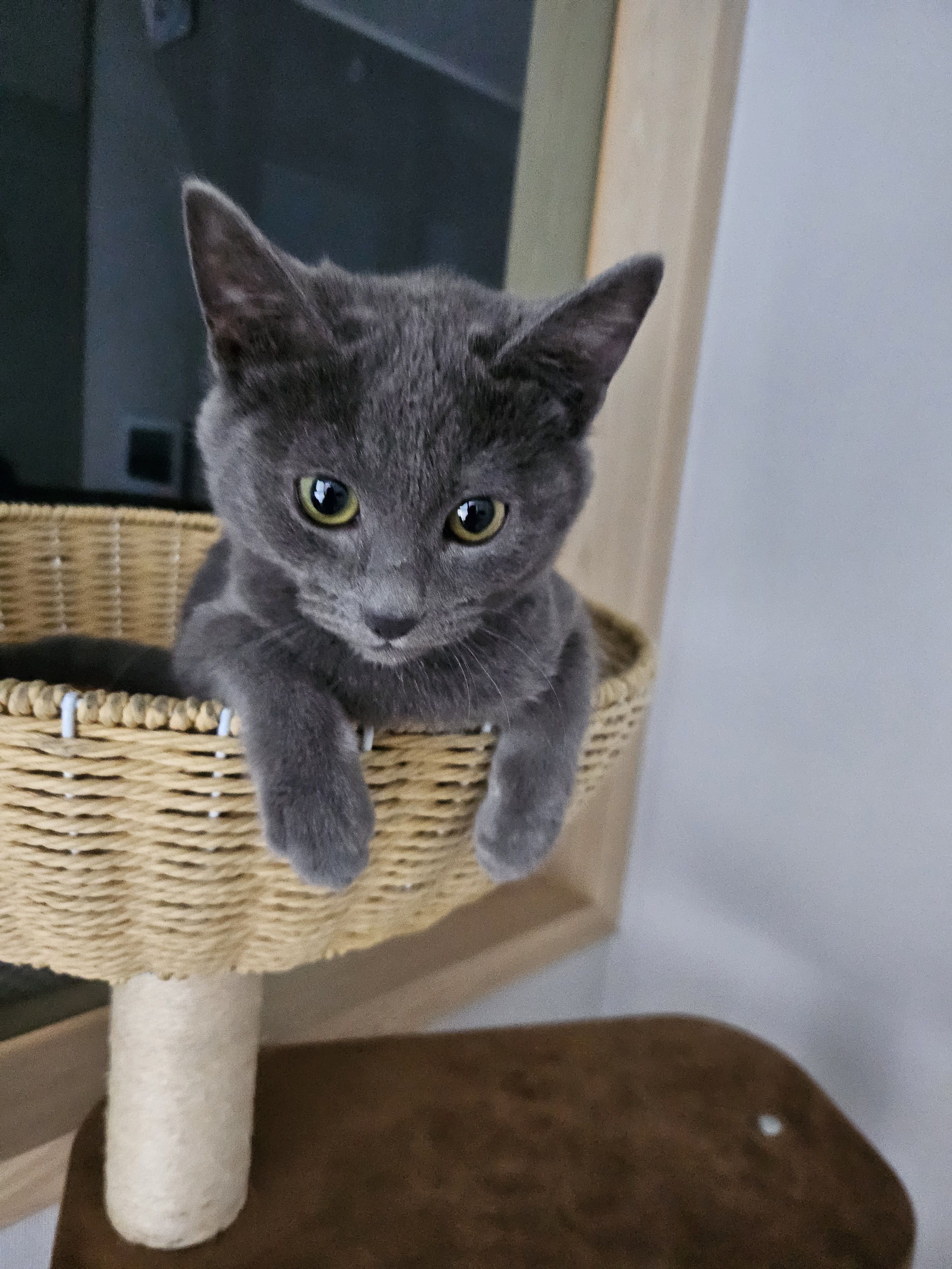 집사생활(커뮤니티) 똥꼬냄새 | 반려동물 1등 쇼핑몰 - 펫프렌즈