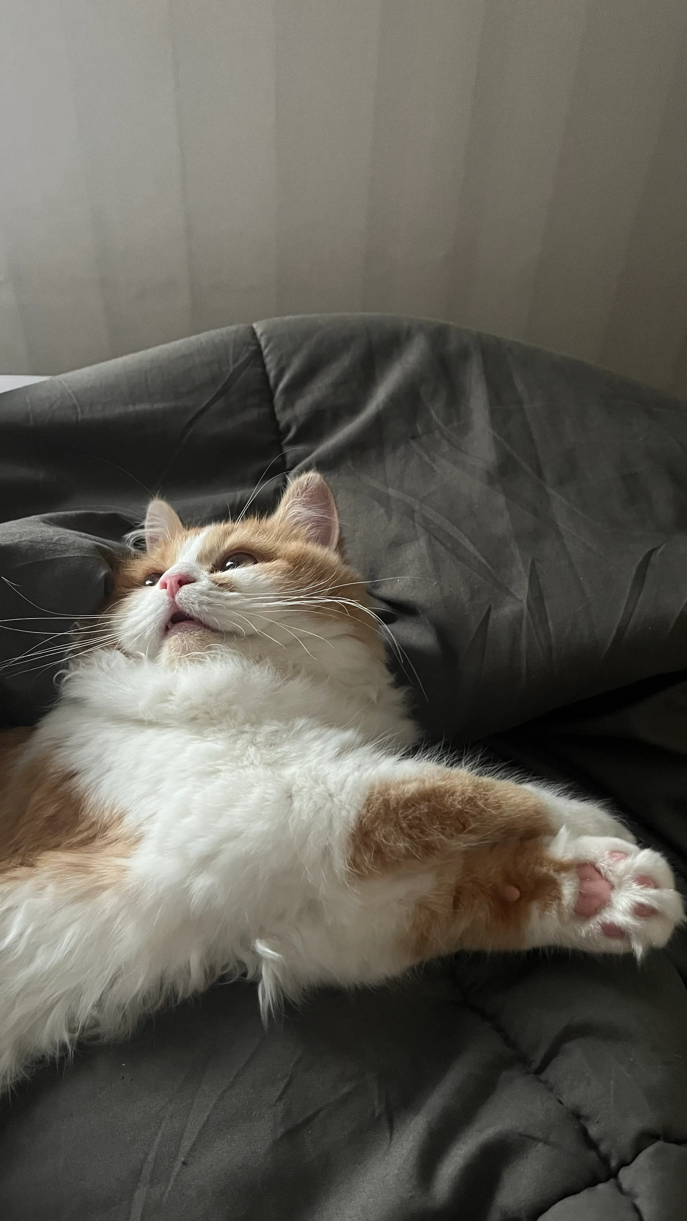 집사생활(커뮤니티) 꼬막이 낮잠일기 | 반려동물 1등 쇼핑몰 - 펫프렌즈