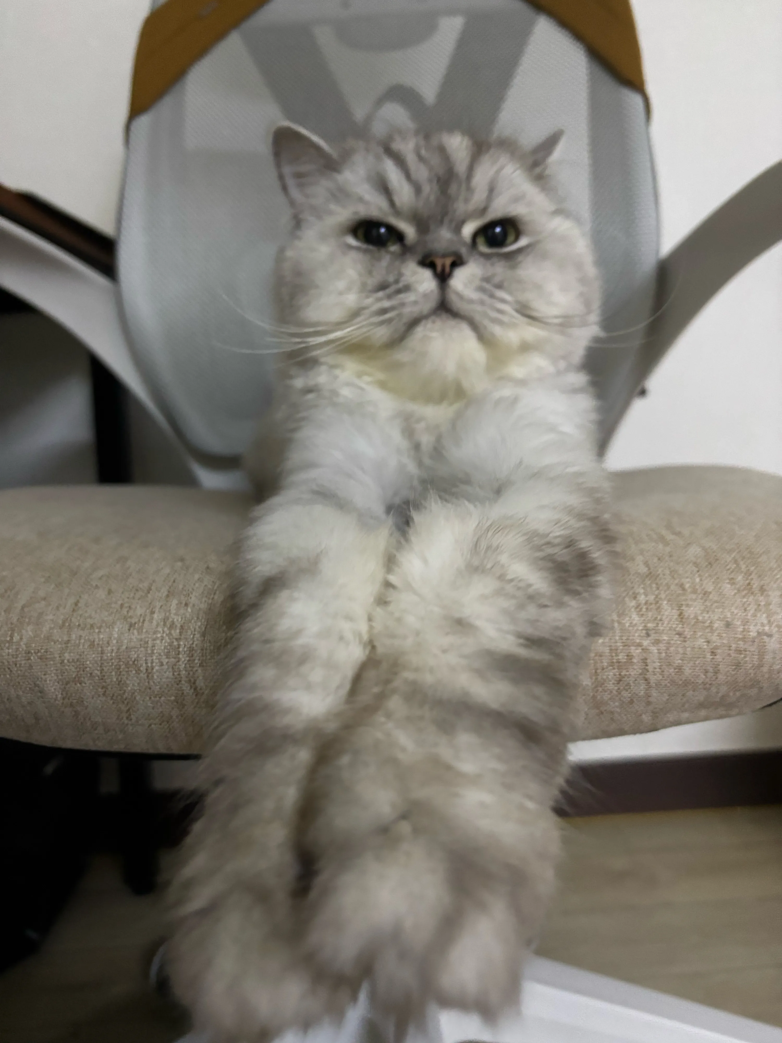 집사생활(커뮤니티) 그의 돈고냄새.. | 반려동물 1등 쇼핑몰 - 펫프렌즈