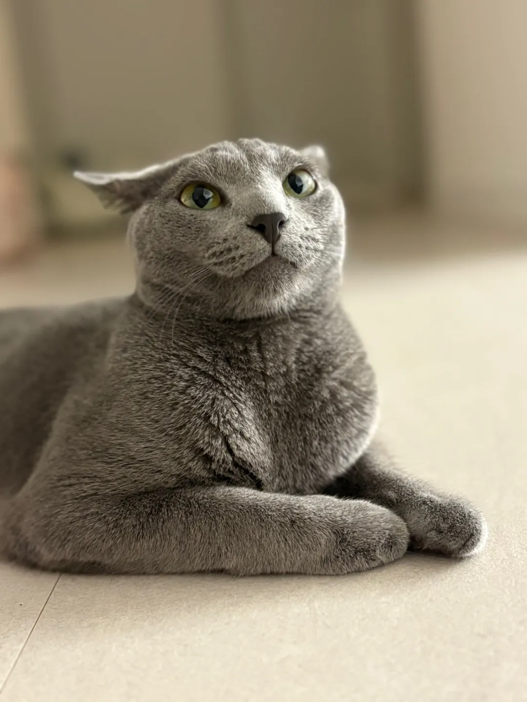 집사생활(커뮤니티) 루이일상 | 반려동물 1등 쇼핑몰 - 펫프렌즈