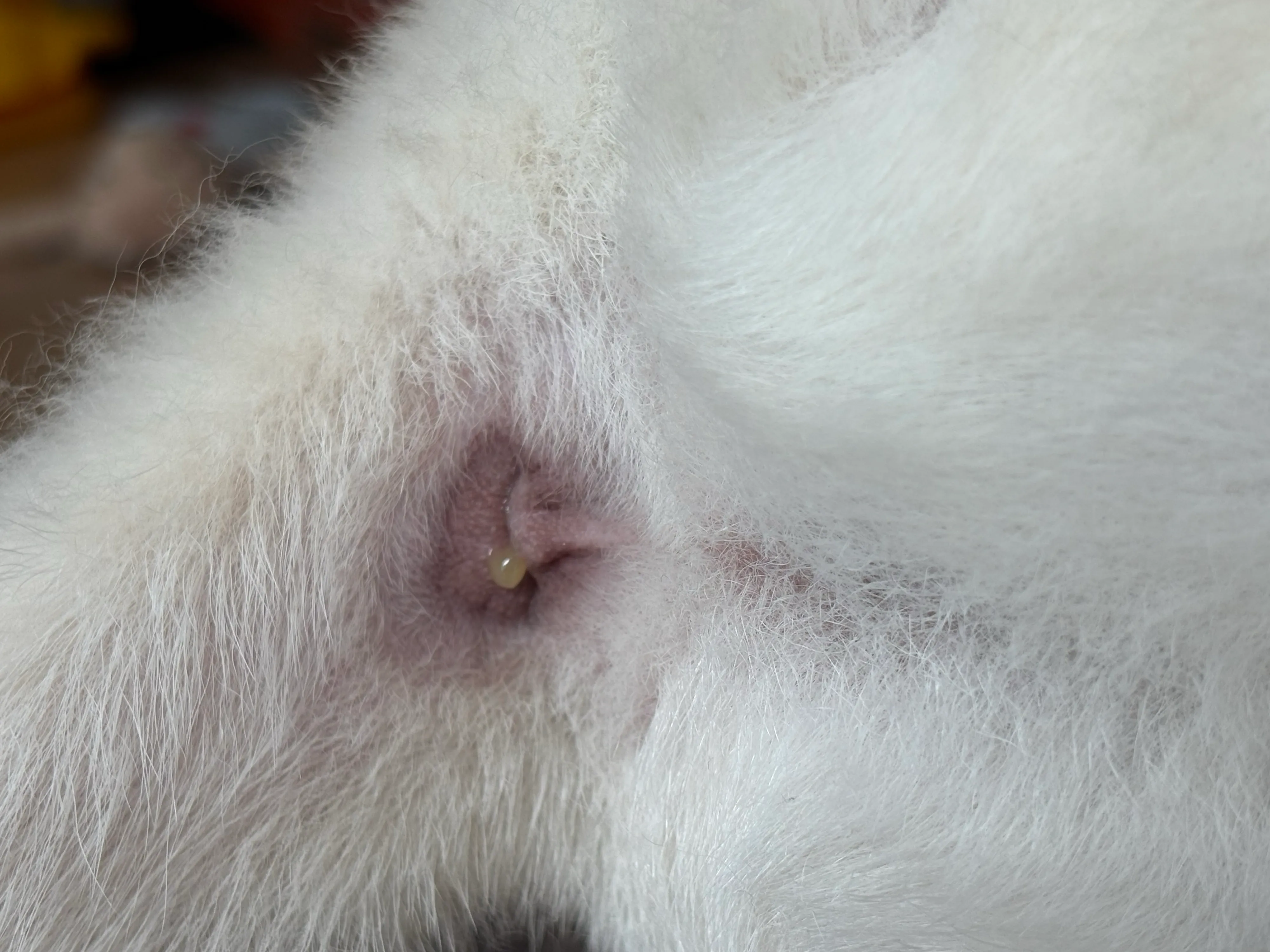 집사생활(커뮤니티) 똥꼬에서 노란물 | 반려동물 1등 쇼핑몰 - 펫프렌즈