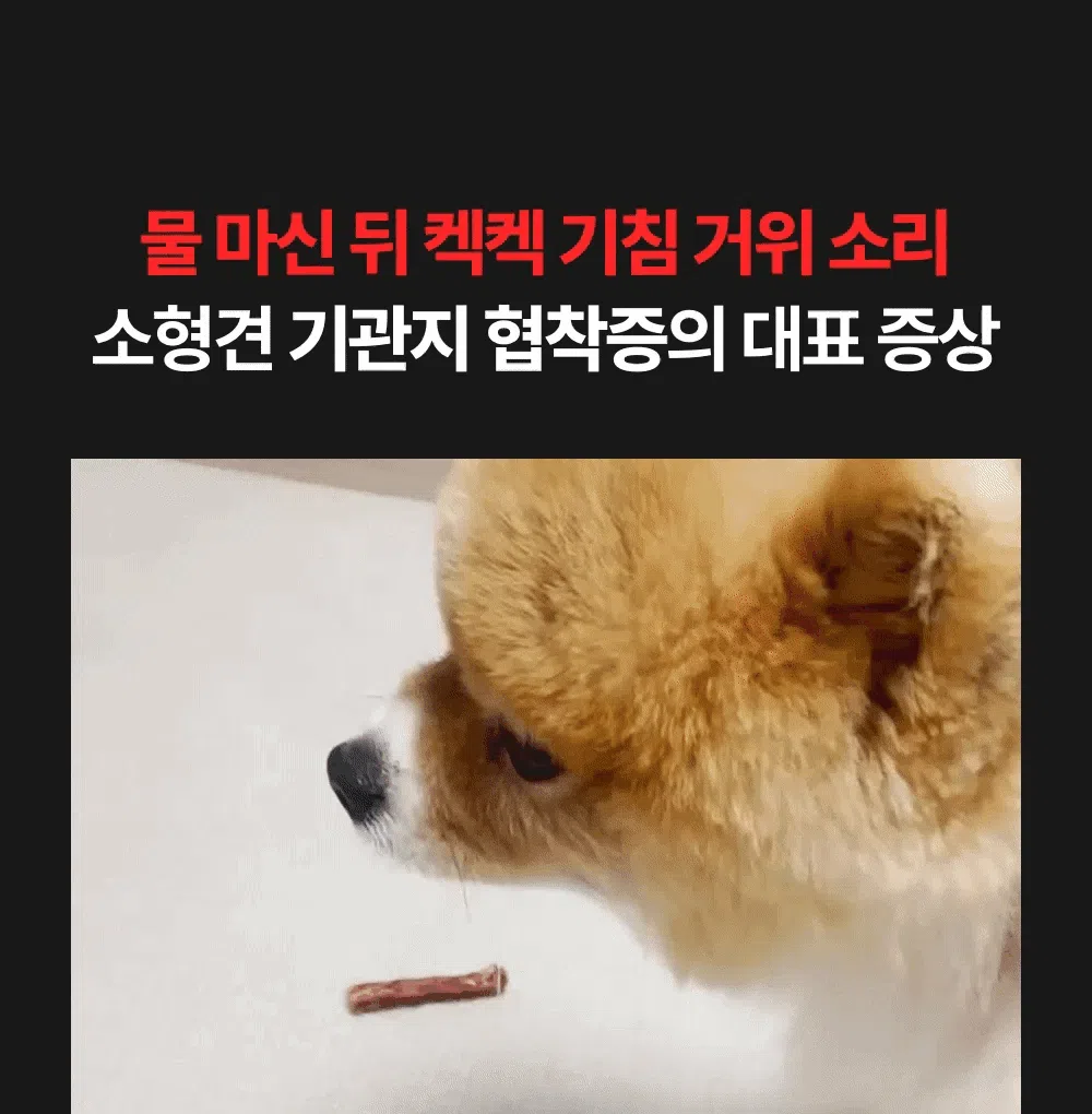 프로젝트21 기관지 협착증 영양제 퓨어 브레스 케어 7g*30p 3번째