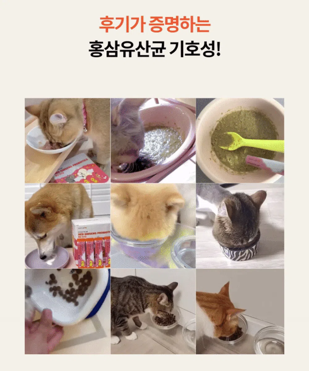 [NEW신상]리스펫 홍삼 프로바이오틱스 2g*30p 8번째