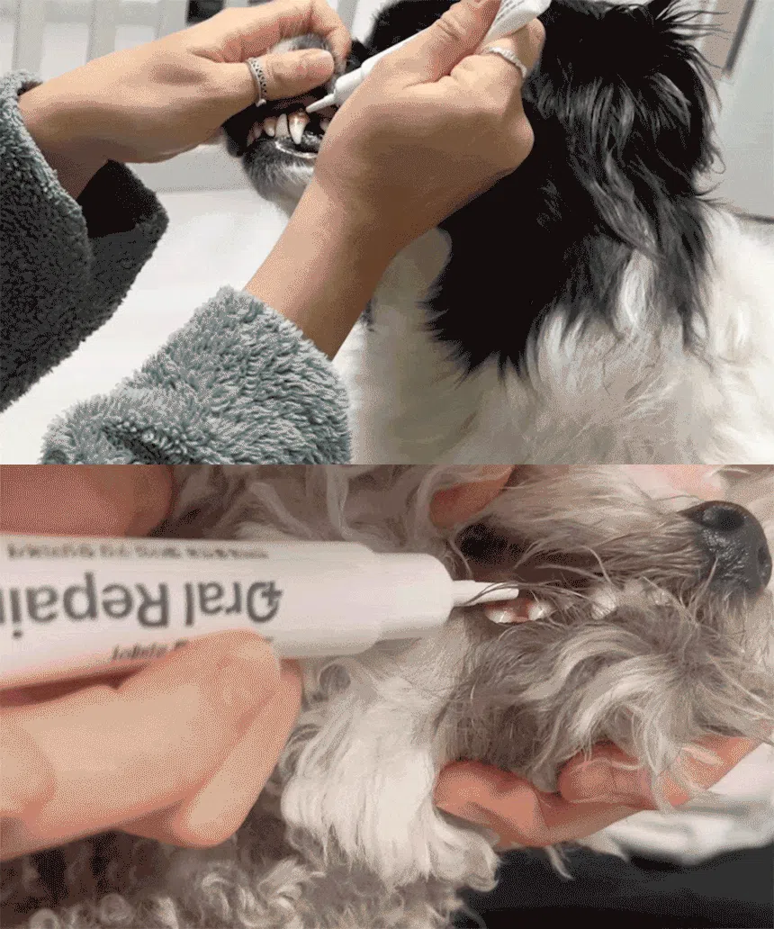 [NEW신상][무료배송] 프롬더셀 오랄리페어 구내염 겔타입 치료제 15g 22번째