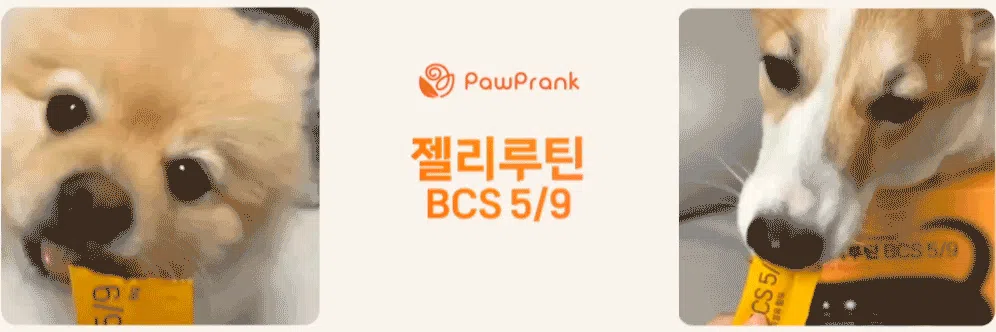 [NEW신상][무료배송] 포프랭 식이섬유 영양제 젤리루틴 BCS 5/9 30포 3번째