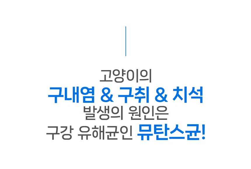 [NEW신상][무료배송] 닥터뉴토 캣 프레시케어 동결건조트릿 순살 북어 40g 7번째