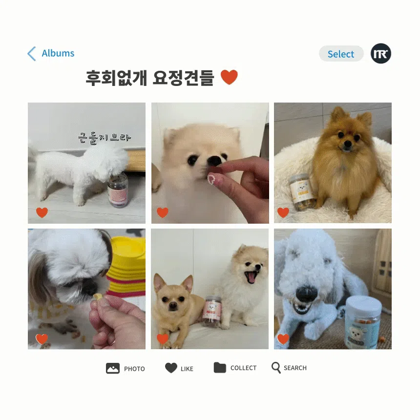 [NEW신상][무료배송] 후회없개 독 튼튼요정견 황태저키 200g 1번째