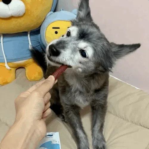 [NEW신상][무료배송] 뉴알엑스 산양 타우린 져키 100g 2번째
