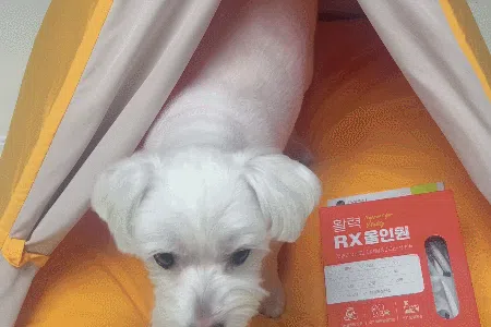[NEW신상][무료배송] 뉴알엑스 활력 RX 올인원 60개입 180g 12번째