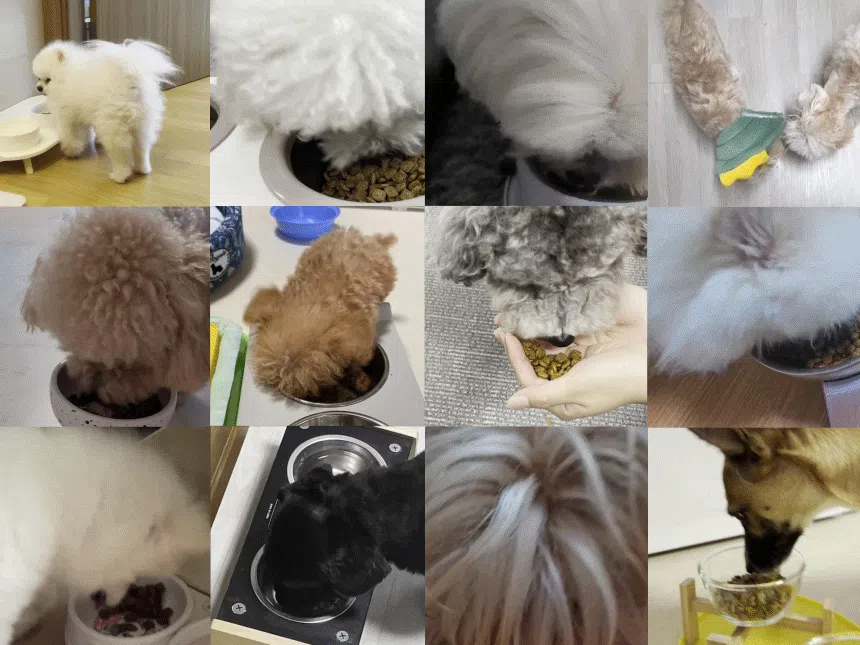 [NEW신상][무료배송] 데이스포 독 와이즈 시니어 1.2kg 5번째