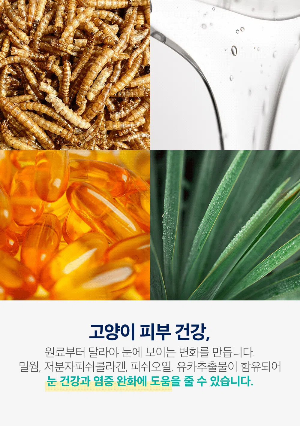 [NEW신상][1+1] 인디고 캣 면역&하이포알러제닉 인섹트 1kg 2번째