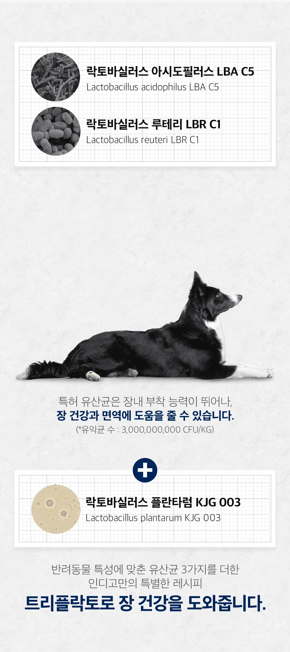 [NEW신상]인디고 독 면역&체중 6kg 2번째
